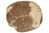 Inflated Fossil Tortoise (Stylemys) - South Dakota #192143-2